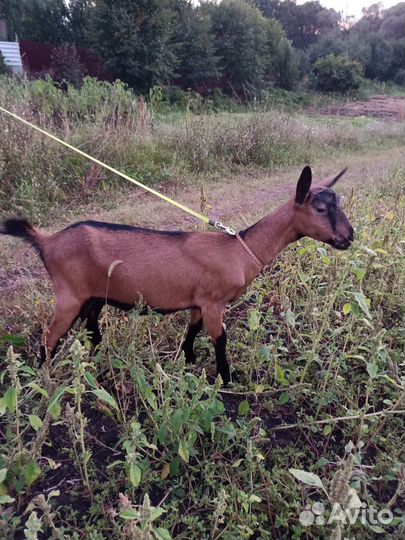 Чешские козы