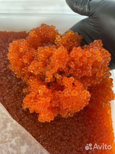 Икра красная кижуч, горбуша, кета, нерка 2023