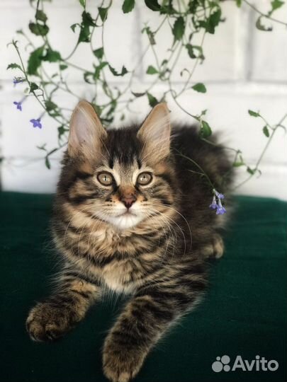 Породистые котята курильского бобтейла