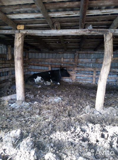 Корова дойная 4 года, бычок 10 мес