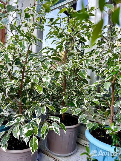 Фикус бенджамина