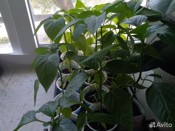 Рассада перца сладкого