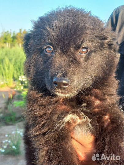 Щенок 2 мес в дар