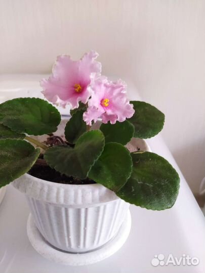 Фиалка в горшках