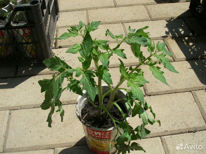 Семена помидор, огурцов, тыкв, кабачков, перца