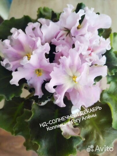 Сортовые фиалки