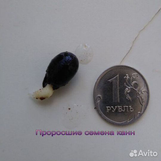 Семена Канны