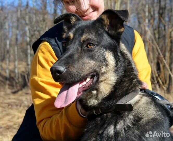 Собака Закари в добрые руки