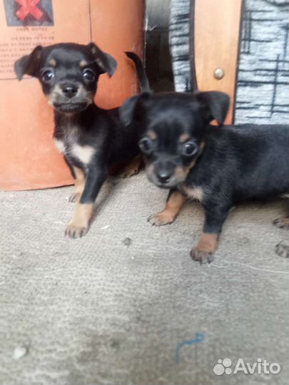 Кроличья такса