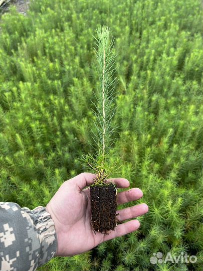Лиственница с зкс Голубая Ель Сосна горная мугус