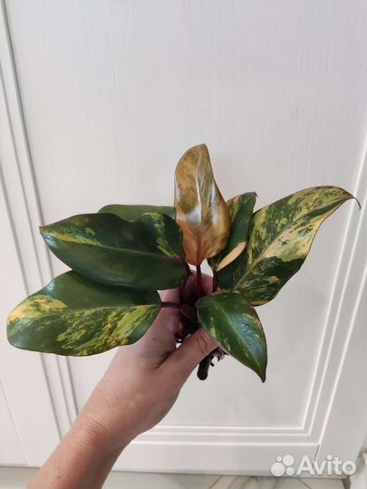 Клубничный шейк