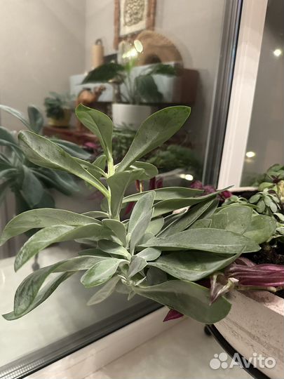 Сокулент крестовник