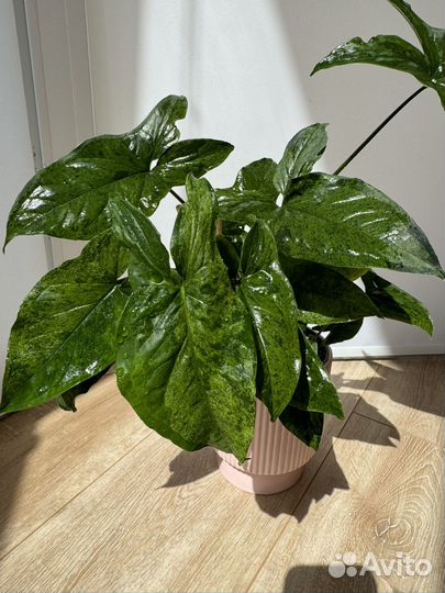 Сингониум Моттлед