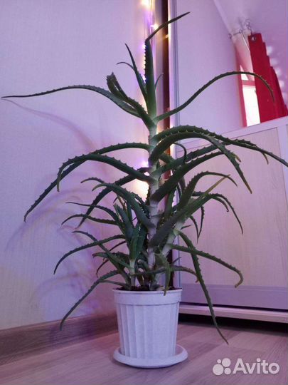 Алоэ внатури