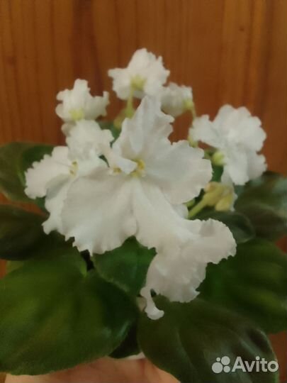 Детки сортовых мини и полумини фиалок