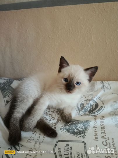Котята в добрые руки мальчик