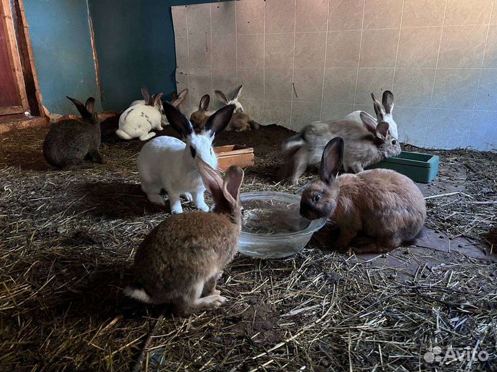 Нубийские козлик и козочка, альпийский козлик