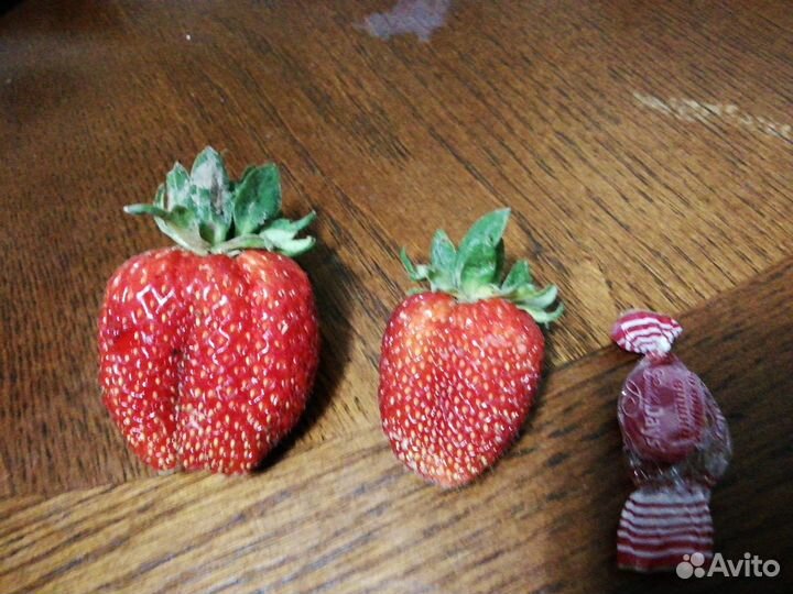 Рассада клубники