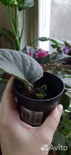 Фиалки сортовые