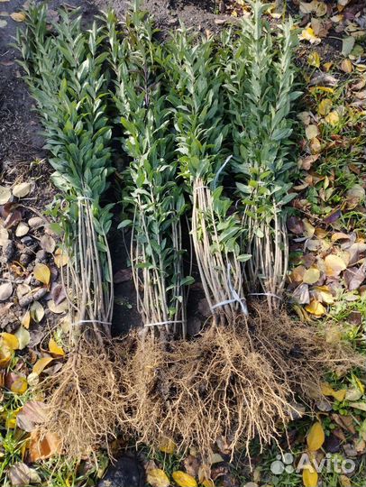 Бирючина обыкновенная