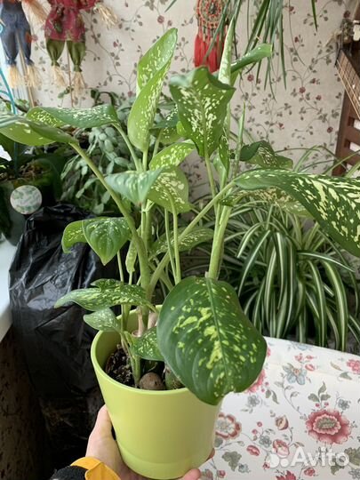 Диффенбахия. Комнатные растения