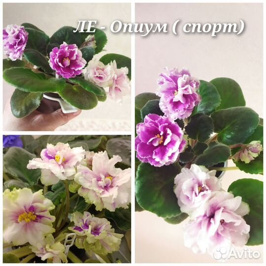 Детки сортовых фиалок