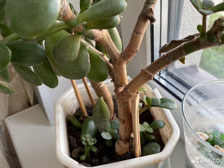 Продам цветы комнатные