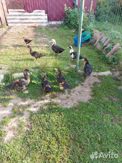 Мускусные утки