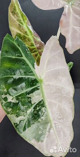 Алоказия Пинк дракон альбо вар