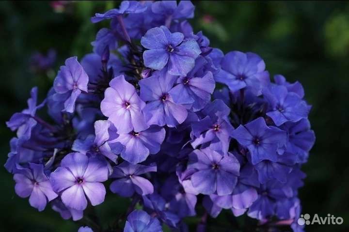 Флоксы/лиатрис/лилия