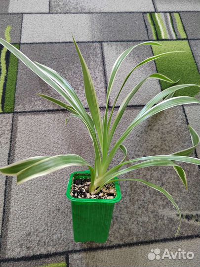 Хлорофитум хохлатый