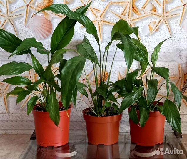 Спатифиллум