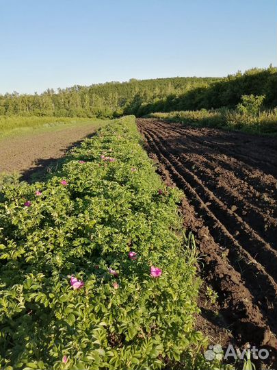 Саженцы декоративных деревьев и кустарников