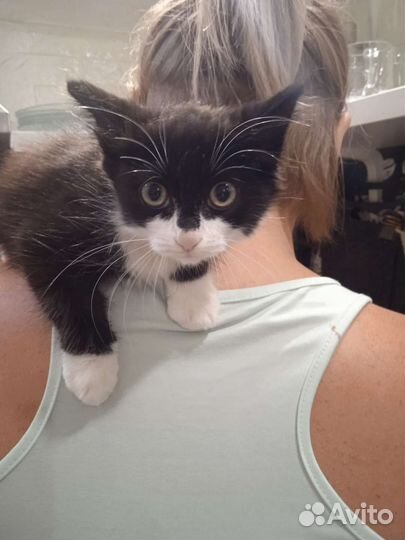 Кот в дар бесплатно