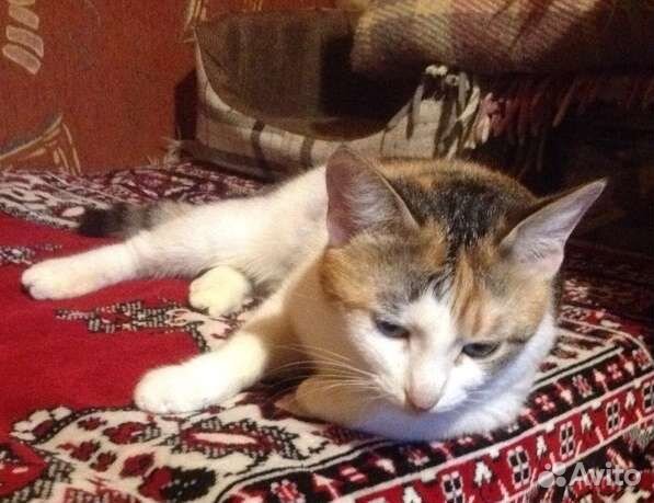 Кошка Алиса