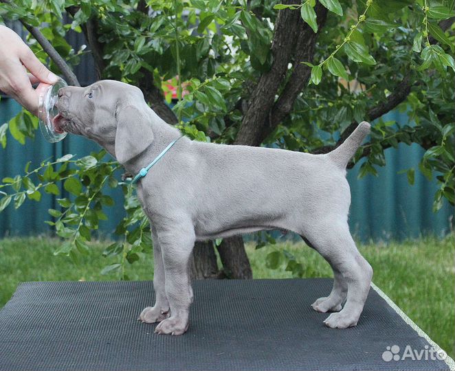 Щенки веймаранера