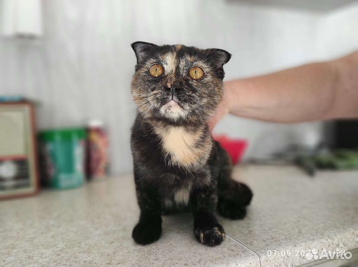 Котенок, девочка, Марго, вислоухая