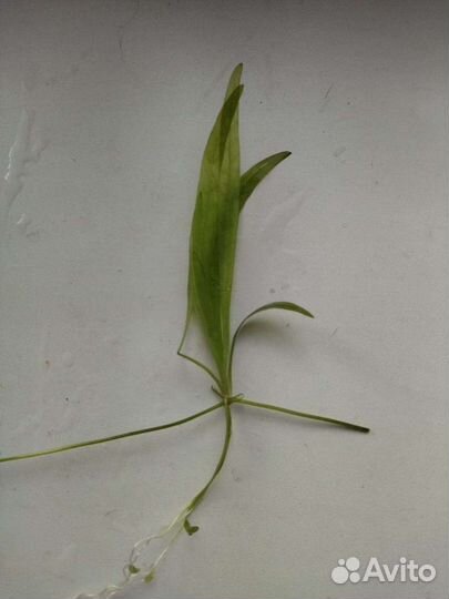 Рыбки и аквариумные растения