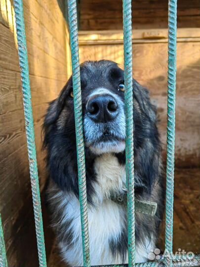 Классный пёс обречён на одиночество