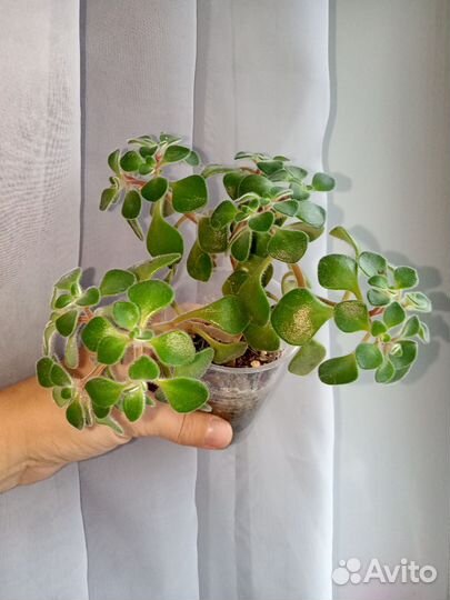 Сингониум, диффенбахия