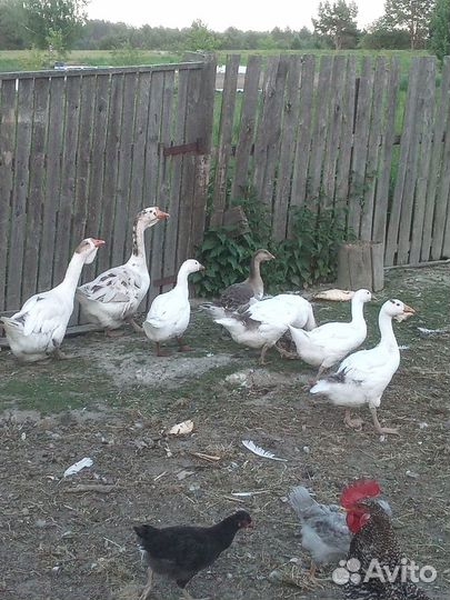 Гуси, фазаны, перепёлки, петухи