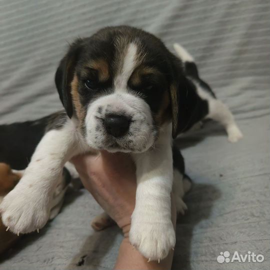 Щенки бигль