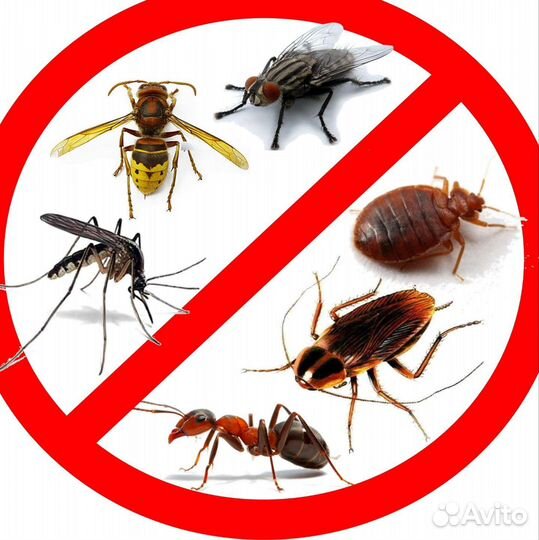 Обработка от тараканов дезинфекция