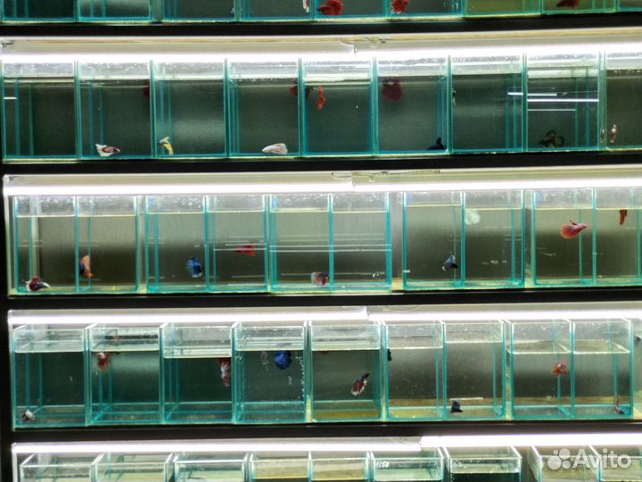 Магазин профессиональной аквариумистики в Казани