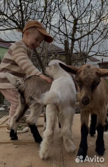 Коза нубийская