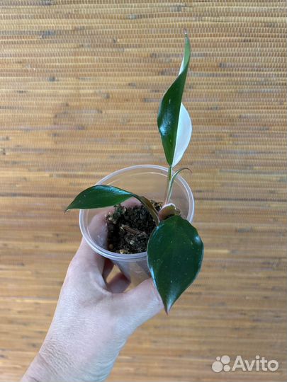 Филодендрон Плуто и др