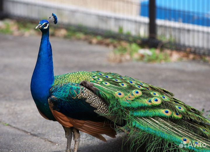 Индийский павлин