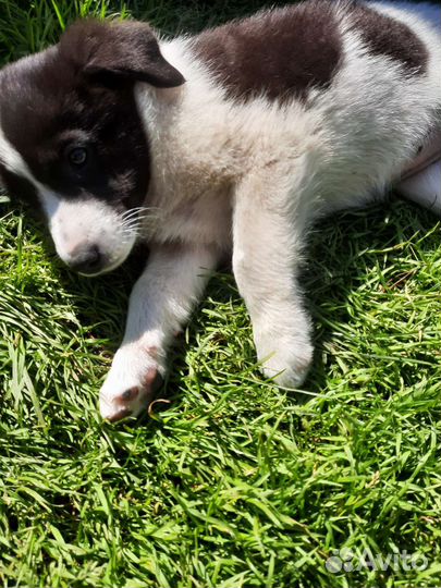 Щенок в добые руки