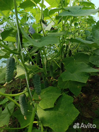 Огурцы домашние