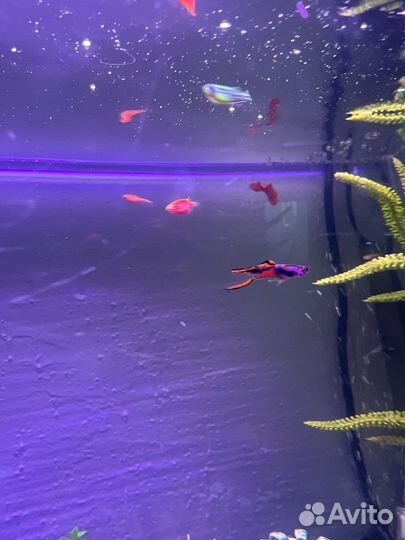 Гуппи эндлера